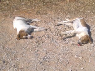 Χανιά: 7 σκυλιά νεκρά από φόλες στη Χρυσή Ακτή